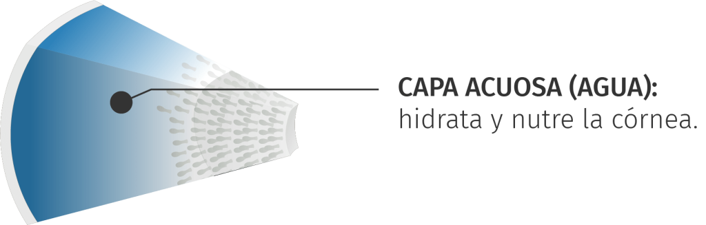 capa menisco lagrimal