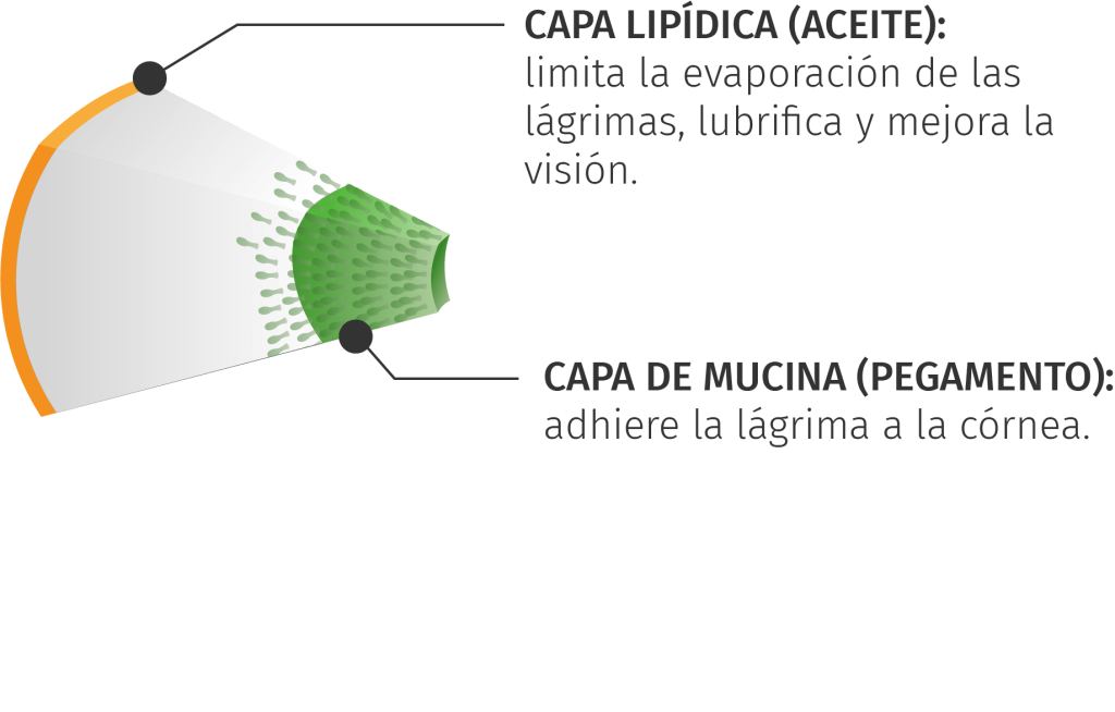 capas nibut