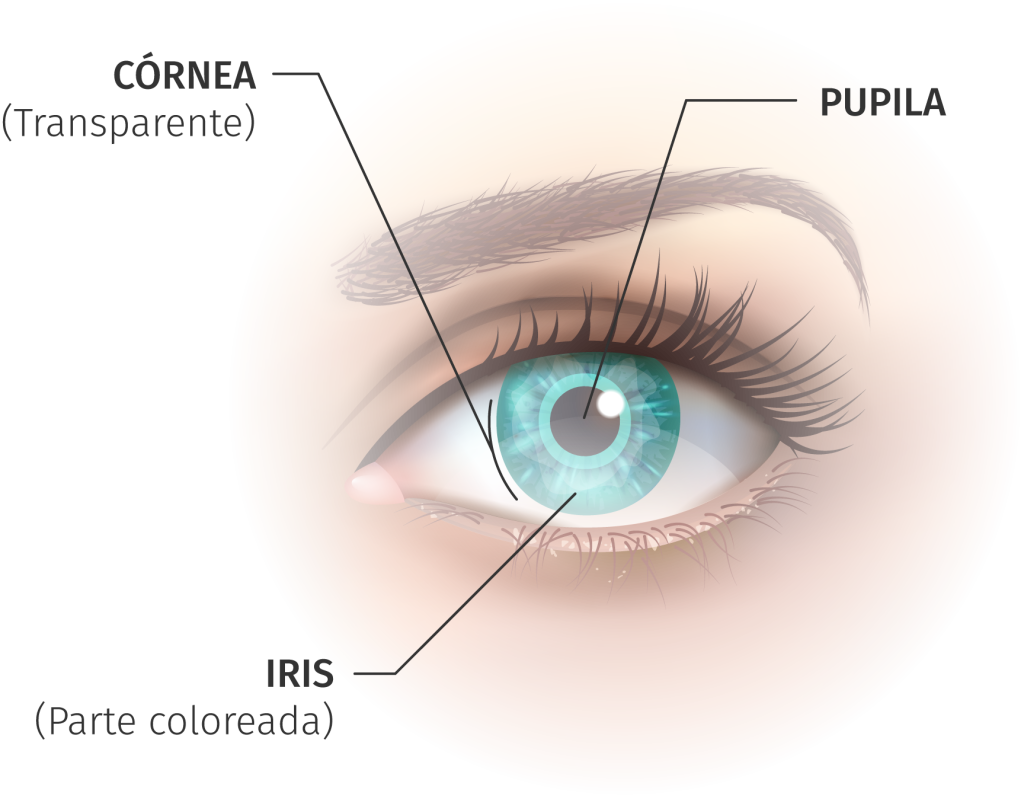 lagrima y cornea